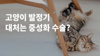 고양이발정기 증상, 대처법이 궁금해요!