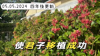 學種植｜使君子移植成功｜四年後更新