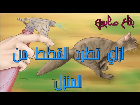 الحل النهائي لطرد القطط من امام بيتك من غير ما تقتلهم