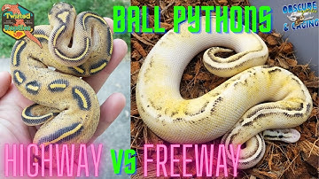 Highway VS Freeway Ball Pythons
