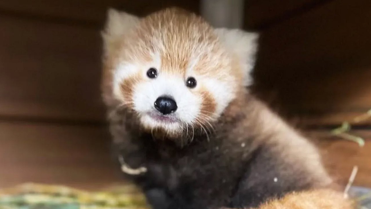 Baby Red Panda Name Reveal! Mom Chooses 'Leela' 🐾 - YouTube