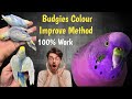 How to improve budgies colour budgies budgiescolour