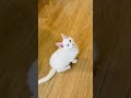 Am I cute enough to be your friend ? Kumo the White Odd-Eyed Kitten
