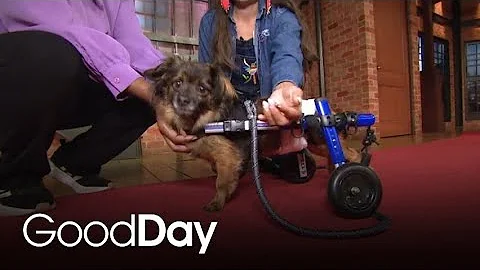 This Adorable Dog is Looking for His Forever Home | Pet of the Week