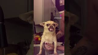 Chihuahua’s Be So in rage for no reason. lol!!😂