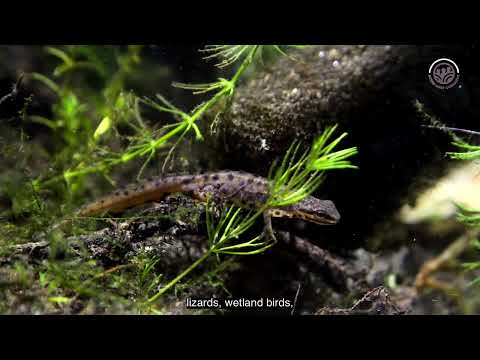 Peatland Restoration