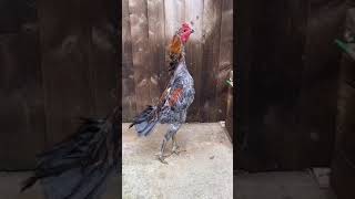 O shamo And Thai aseel Rooster|Top quality 58