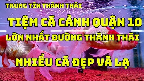 Thiên Đường Cá Cảnh Quận 10 - Nhiều Loại Cá Lạ Và Rất Đẹp| Tiệm Cá Cảnh Trung Tín Thành Thái Quận 10