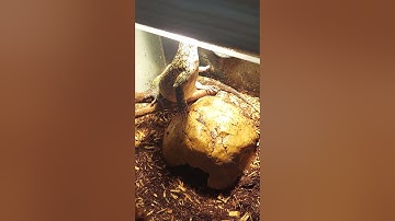 Nile Monitor taming tips