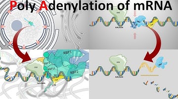 Poly Adenylation of eukaryotic mRNA