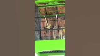 Pleci Isian Cucak Jenggot