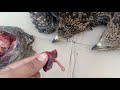 How to rescue and feed an injured bird