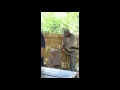 20110821 MVI 3080 奇美部落 石頭火鍋 鍋子