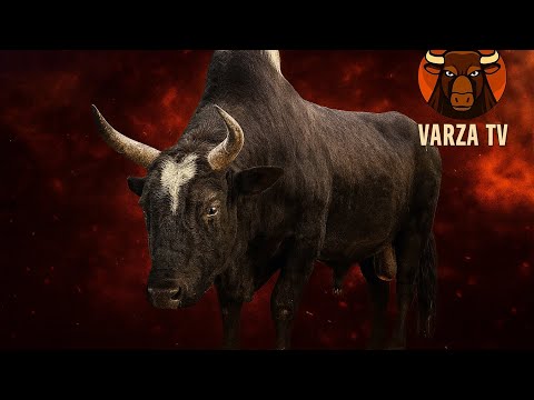 جنگ قدیمی سیل انتظامی زانتیا رهبر