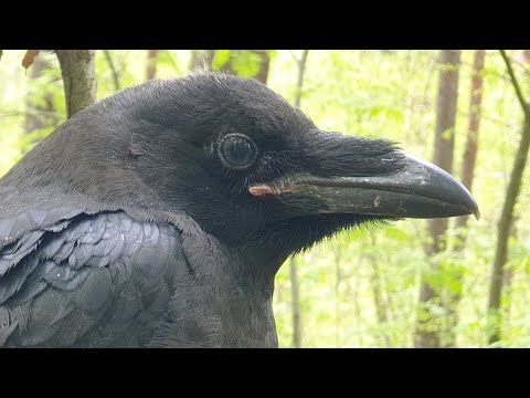 ВЕРНУЛ ПТЕНЦА ВОРОНА РОДИТЕЛЯМ (смотрите видео в закреплённом комментарии)