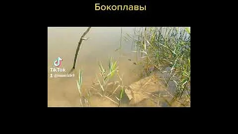Жуки 
