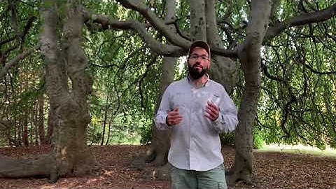 Weeping Beech Tree Video