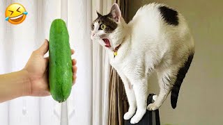 You Laugh You Lose  Funniest Animals 2023  Part 13