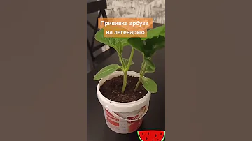 Прививка арбуза на лагенарию. #Shorts