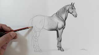 Cómo DIBUJAR un CABALLO PASO a PASO? (Narrado)