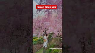 Branch Brook park Cherry Blossom 2023#branchbrookpark #cherryblossom #newjersey