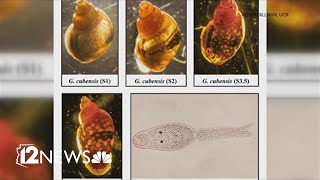 Parasitic worm that can kill your dog found in Colorado River