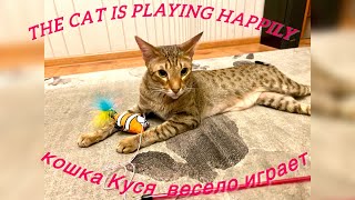 Кошка ориентал Куся весело играет с игрушкой. the cat oriental  is playing happily.