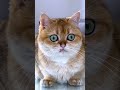 When your cat gives you that look... better bring a WowCube 🧊🐾