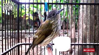 Bayeman gacor untuk pancingan burung males bunyi