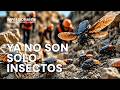 Por qué la OTAN ha empezado a desplegar cucarachas con interfaz neural
