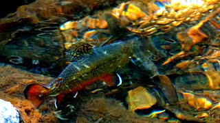 BACKCOUNTRY ELK HUNTING IN COLORADO | Catch and Cook Wild Trout