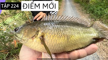 Tập 224 - Lần Đầu Câu Dính Nhiều Cá Rô Khủng Đến Thế