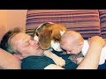 Beagle Dog Meets Newborn Baby For the First Time