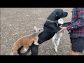 Kangaroo DESTROYS Dog with FACTS and LOGIC