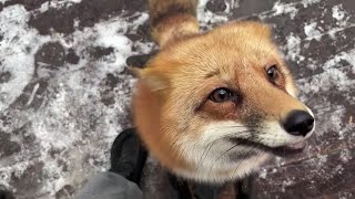 Alice the fox. The fox pretended to be very hungry in order to beg for a treat.