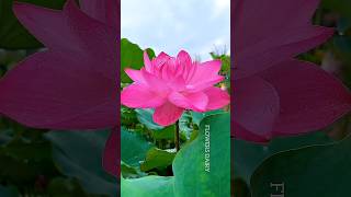 Morning lotus flower||#shorts #lotusflower
