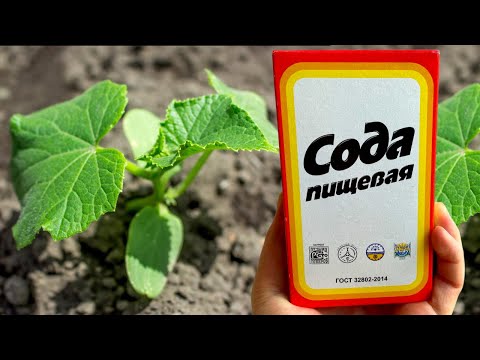 СРОЧНО ДАЙТЕ ОГУРЦАМ СОДУ И БУДЕТЕ СОБИРАТЬ УРОЖАЙ ВЕДРАМИ ДО ОСЕНИ!!! УХОД ЗА ОГУРЦАМИ!