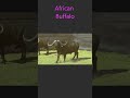 Cape Buffalo, walking or dancing? #shorts #ytshorts #shortvideo