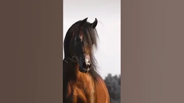 حب وغرام للشاعر راشد الخضر أداء فايل المطاعني 