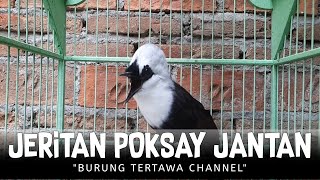 Jeritan Poksay Jambul Jantan Memanggil Betina