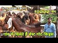 आदिल खान के गांव के बकरे | visit kmc goat farm nagour | bakra market ajmer