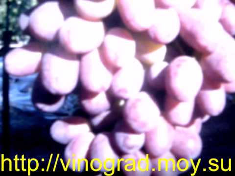 Виноград Ризамат - YouTube