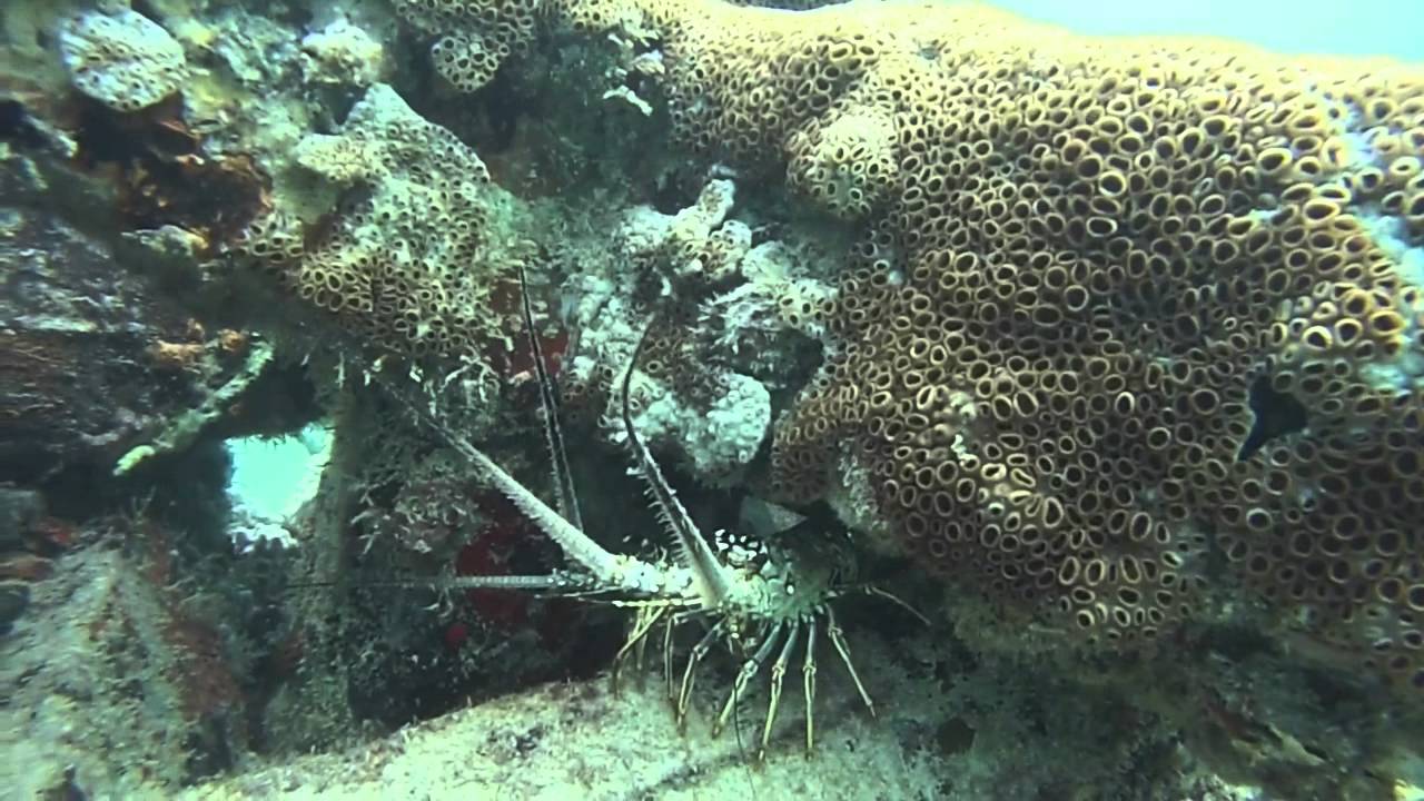 Snorkeling In Hollywood Beach Florida Travel Guide Snorkeling In Hollywood Beach Florida Travel Guide