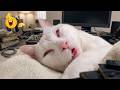 Funniest Animals To Brighten Your Day 😂 Best Dogs &amp; Cats Compilation Most Hilarious Videos 2026 🐾
