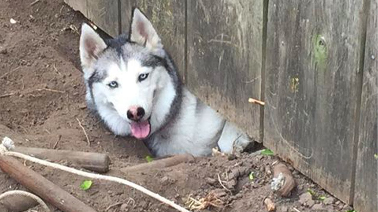 Huge Husky Climbs Into A Bunny Cage To Play With Her BFF | Cuddle Buddies