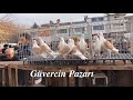 İzmir Güvercin Pazarı 2018