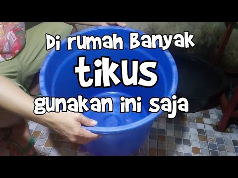 Video: Cara memasang perangkap tikus: arahan dan petua