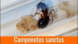 Une espèce magnifique (et énorme) : Camponotus sanctus