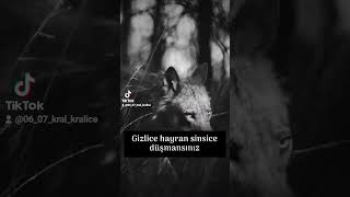 Çakal Öldü Diyekurdun Soyu Tükenmez