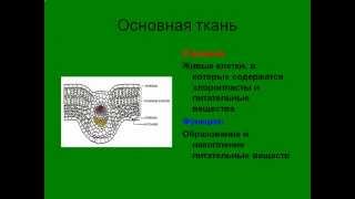 Ткани растений и их виды.AVI Ткани растений и их виды.AVI